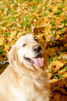 labrador retriever dog in the fallen yellow maple leaves in autumn park