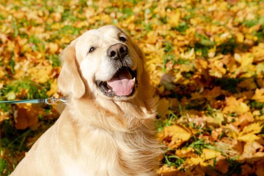labrador retriever dog in the fallen yellow maple leaves in autumn park