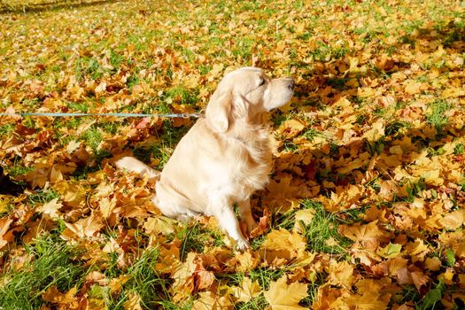 labrador retriever dog in the fallen yellow maple leaves in autumn park