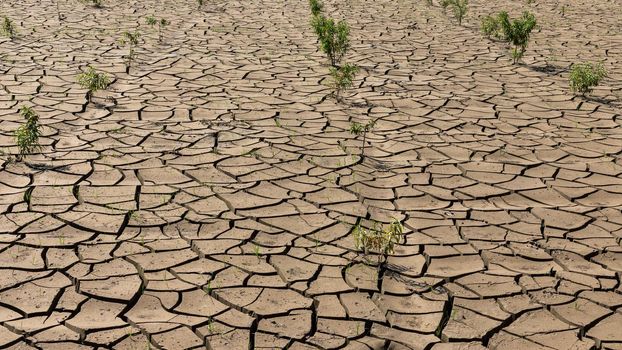 Dry earth surface of a fruit farm in summer