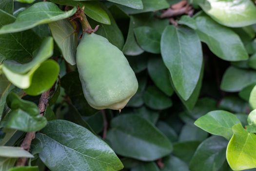 Fruit growing on a ficus pumlia creeping fig plant