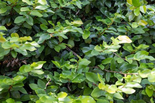 Climbing fig growing healthy with huge branches hanging from the wall