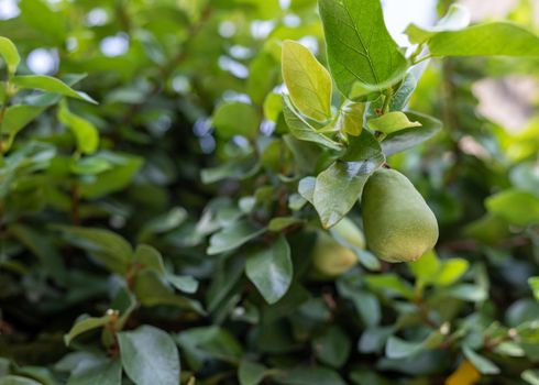 Creeping fig growing healthy with a fig fruit hanging from its branches