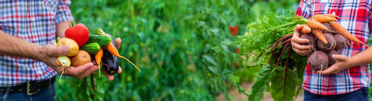 The child holds beets and carrots in his hands in the garden. Selective focus. Food.