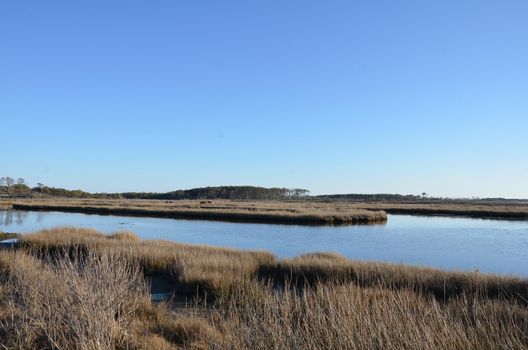 a lake or river with brown grasses or plants and shore and horses