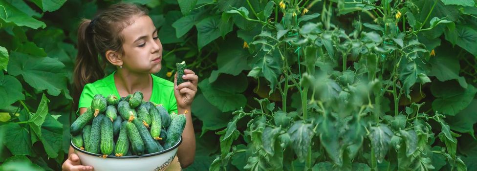 The child holds the harvest of cucumbers in his hands. Selective focus. Food.