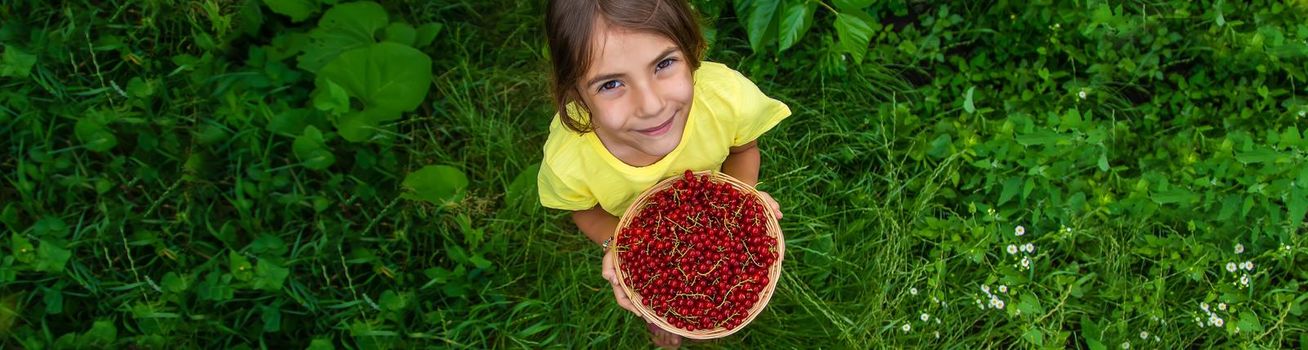 The child is harvesting red currants. Selective focus. Food.