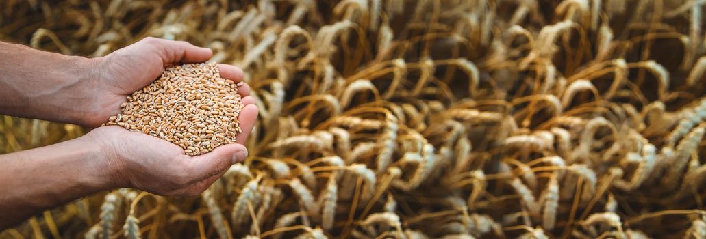 A man farmer holds wheat grain in his hands in a wheat field. Selective focus. Nature.