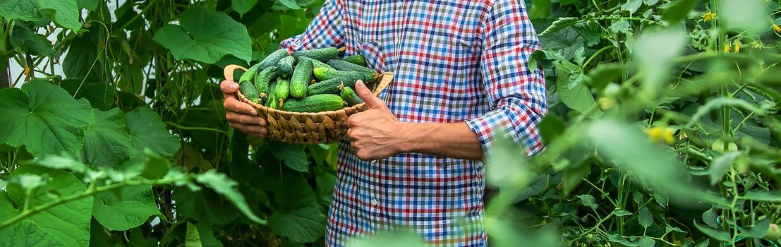 A man holds a harvest of cucumbers in his hands. Selective focus. Kid.