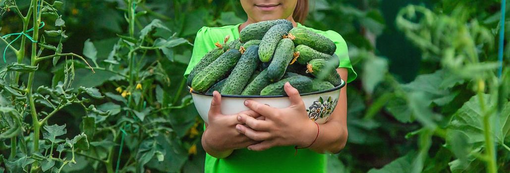 The child holds the harvest of cucumbers in his hands. Selective focus. Food.