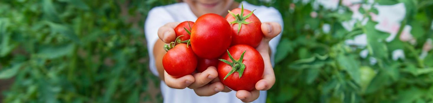 The child is harvesting tomatoes in the garden. Selective focus. Kid.