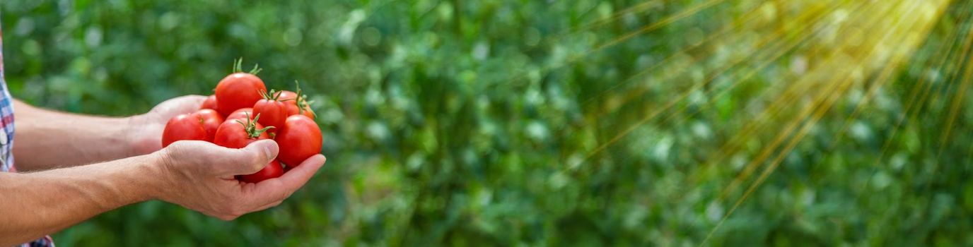 A male farmer harvests tomatoes in the garden. Selective focus. Nature.