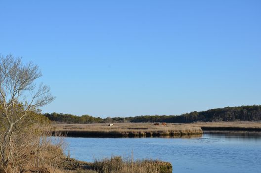 a lake or river with brown grasses or plants and shore and horses