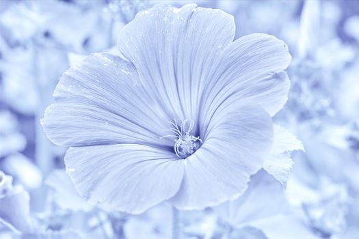 a plant of the mallow, grown in warm climates for its large brightly colored flowers or for products such as fiber or timber.Delicate silver pale flower hibiscus close up on frozen on blue