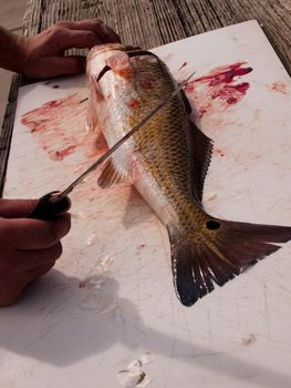 Fisherman cleaning his fresh catch of the day.