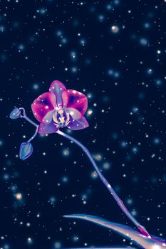 Blooming flowers, botanical design and nature beauty concept - Orchid flower in bloom, abstract floral art background