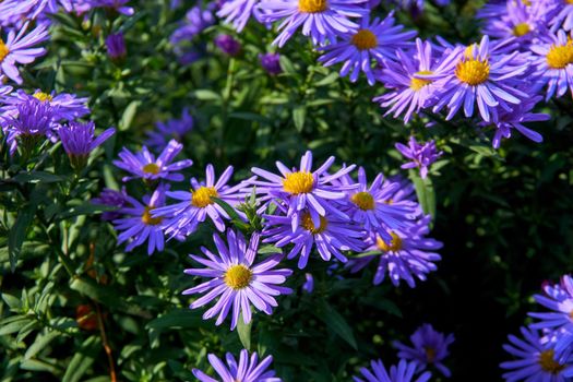 a plant of the daisy family that has bright rayed flowers, typically of purple or pink. Tender bush of autumn purple lilac blue asters october sky