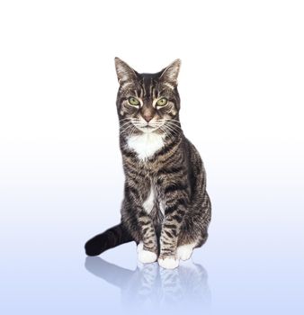 Beautiful female tabby cat, lovely adorable pet, studio portrait