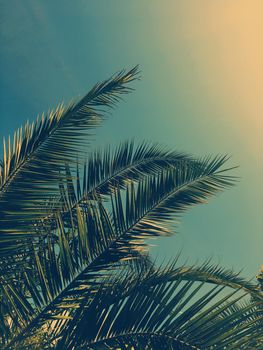 Tropical nature, vintage backdrop and summer vacation concept - Palm tree leaves and the sky, summertime travel background