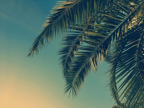 Tropical nature, vintage backdrop and summer vacation concept - Palm tree leaves and the sky, summertime travel background