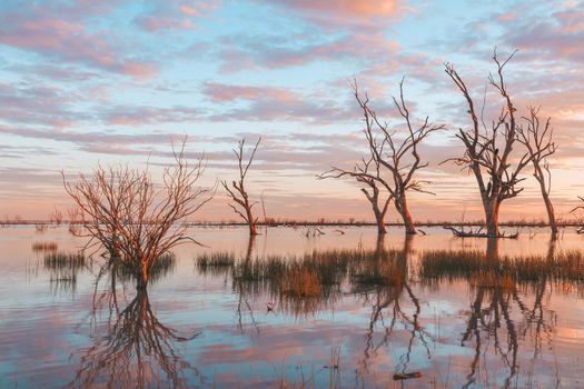 Gnarly old trees and long reeds stand in the lake reflecting a pretty pastel sunset in outback Australia