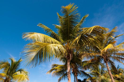 Top of the palm Stock Island, Florida.