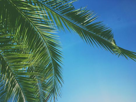 Tropical nature, vintage backdrop and summer vacation concept - Palm tree leaves and the sky, summertime travel background