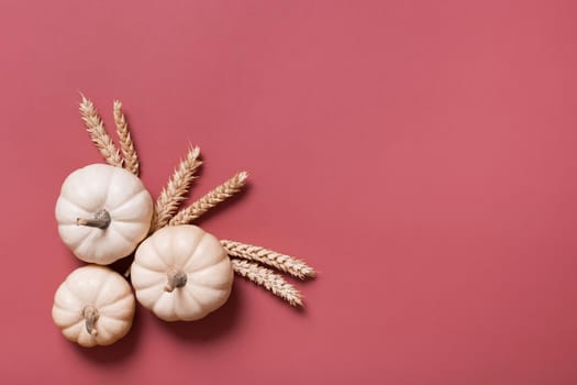 Group of decorative pumpkins and wheat top view on pink background. Autumn flat lay.