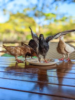 pigeons eating food at restaurant in hawaii