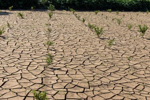 Cracked soil after flood submerge the entire orchard