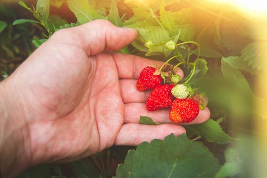 Strawberry picking. Red strawberries in hand. Ripe berries in summer sun. Fresh red berries on branch.