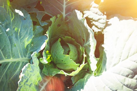 Cabbage in bright sunlight. Concept of natural products. Cultivation of ecologically natural varieties. Texture of lettuce leaves close-up.