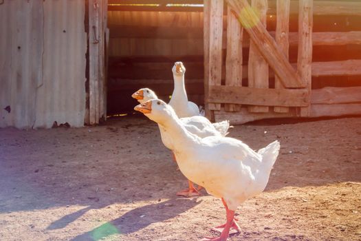 White geese. Poultry farm. Beautiful white geese in rays of bright sun. Village farming.
