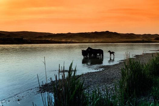 Herd of horses drinks water from the river on sunset, foal a little away.