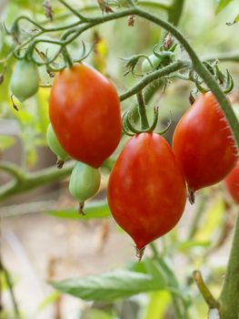 Close-up view of the ripe tomatoes growing in the greenhouse. Tomatoes on the garden bed with red fruits.