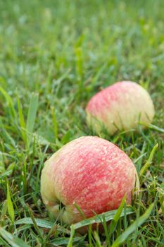 Close-up of red ripe apple on green grass in the garden. Fallen ripe apples in the summer orchard. Shallow depth of field. Focus on the apple.