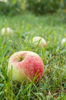 Close-up of red ripe apple with water drops on green grass in the garden. Fallen ripe apples in the summer orchard. Shallow depth of field.