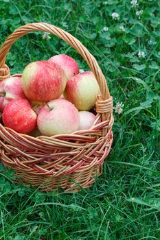 Just picked apples in a wicker basket on green grass in the garden. Just harvested fruits.