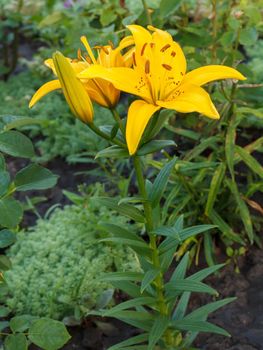 Yellow lily flowers in the summer garden with blurred plants and flowers on the background. Shallow depth of field. Focus on the lily.