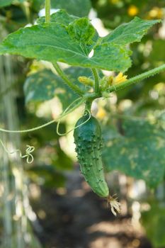 Ripe cucumber on a bush in the greenhouse. Cucumbers growing in the garden.