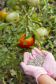 Farmer hands in rubber gloves holds chemical fertilizer to give it to tomato bushes in the garden.