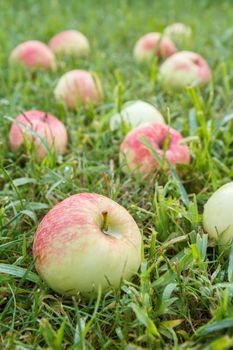 Close-up of red ripe apple on green grass in the garden. Fallen ripe apples in the summer orchard. Shallow depth of field. Focus on the apple.