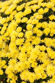 Beautiful yellow flowers under sunlight. Close-up view.