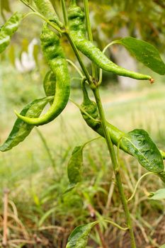 Green ripening chili peppers on a bush with the garden on the background. Homegrown organic food, capsicum or paprika peppers ripening in the garden. Blurred natural background.