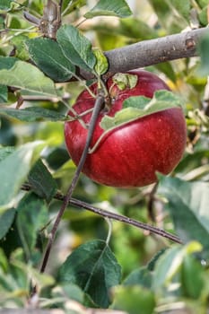 Red apple ripens on the branch in the orchard. Organic food.