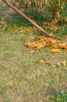 Gardener cleaning a lawn and collecting dry leaves with an old rake in the autumn.