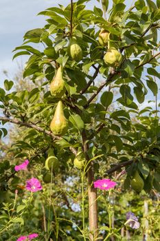 Pears on the tree in the garden in the summer day with the blue sky on the background.