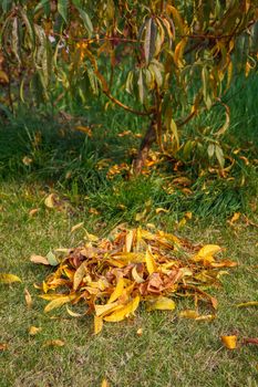 Cleaning a lawn and collecting dry leaves in the autumn garden.