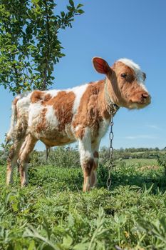 Young soiled bull with an iron chain on a backdrop of a rural landscape and a blue sky. Breeding cattle.