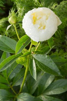 White peony bud on a stem with leaves on the blurred natural background. Shallow depth of field.